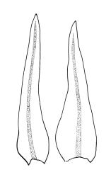 Orthotrichum calvum, leaves.
 Image: R.C. Wagstaff © All rights reserved. Redrawn with permission from Lewinsky (1984). 